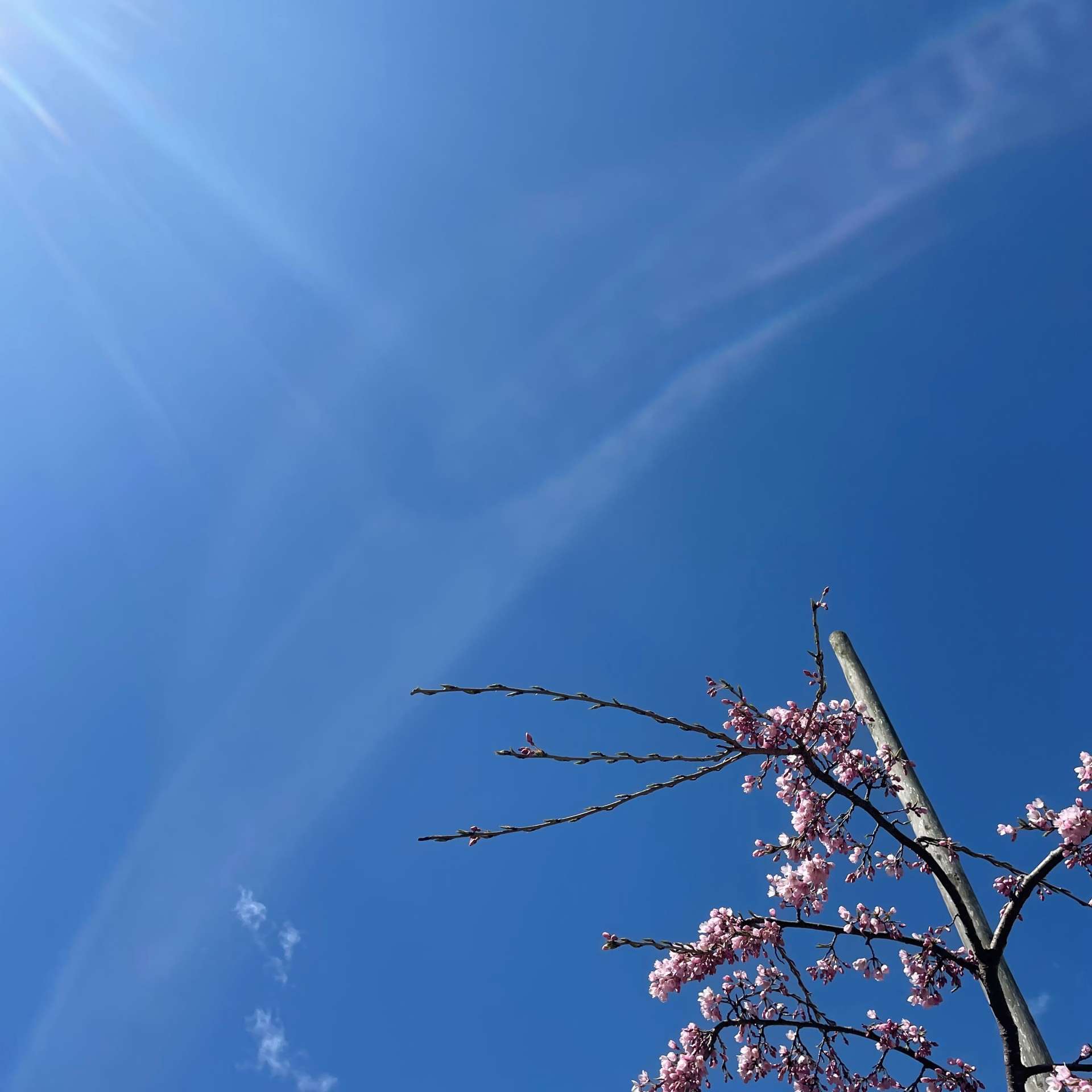 「仙台」で「焼肉」なら本町焼肉DATENARI！仙台の桜も満開！お花見後の焼肉！